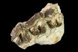 Fossil Running Rhino (Hyracodon) Maxilla Section - South Dakota #146343-2
